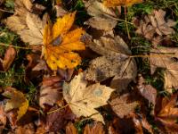Herbstliche Ahornblätter, teilweise mit Wassertropfen